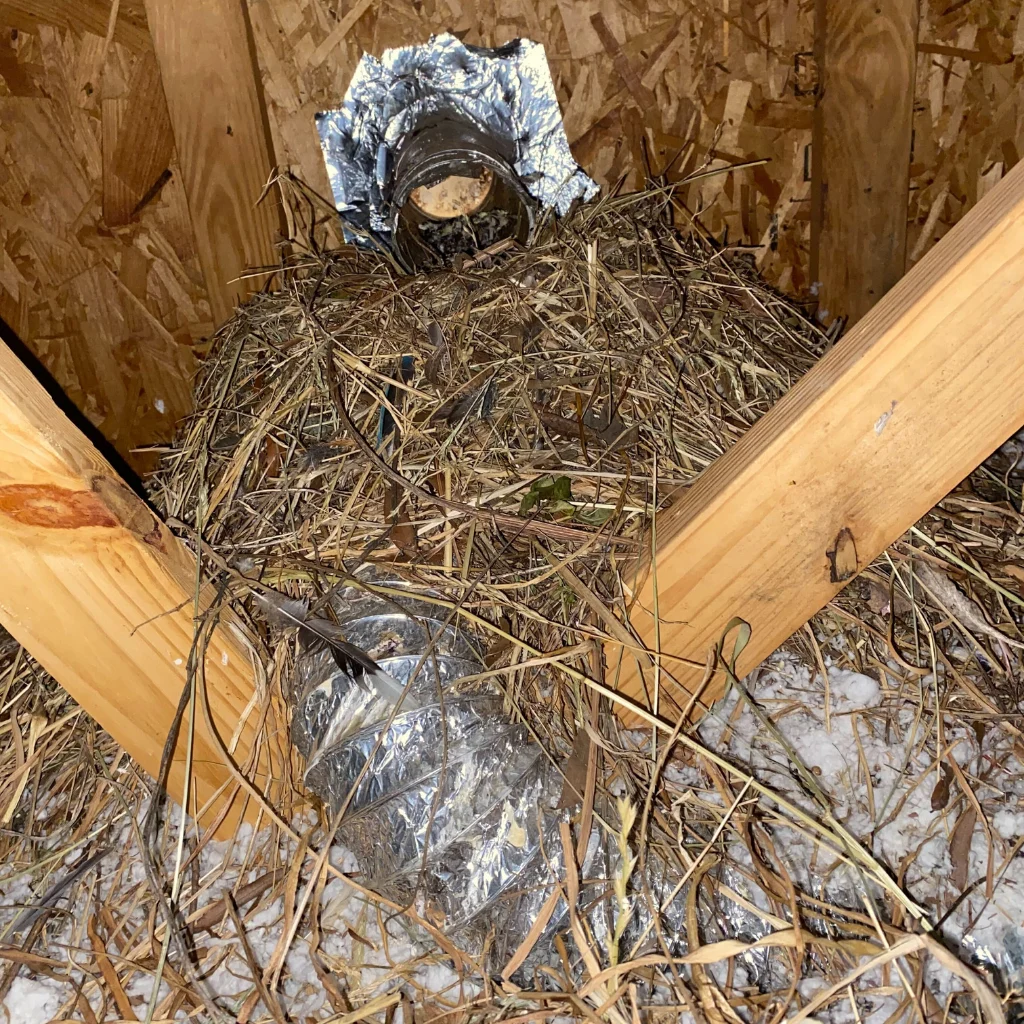 Wildlife Damage Repairs Lexington