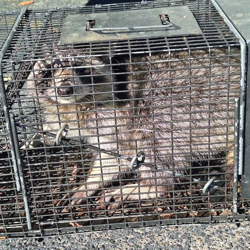 Humane Raccoon Removal Complete Animal removal