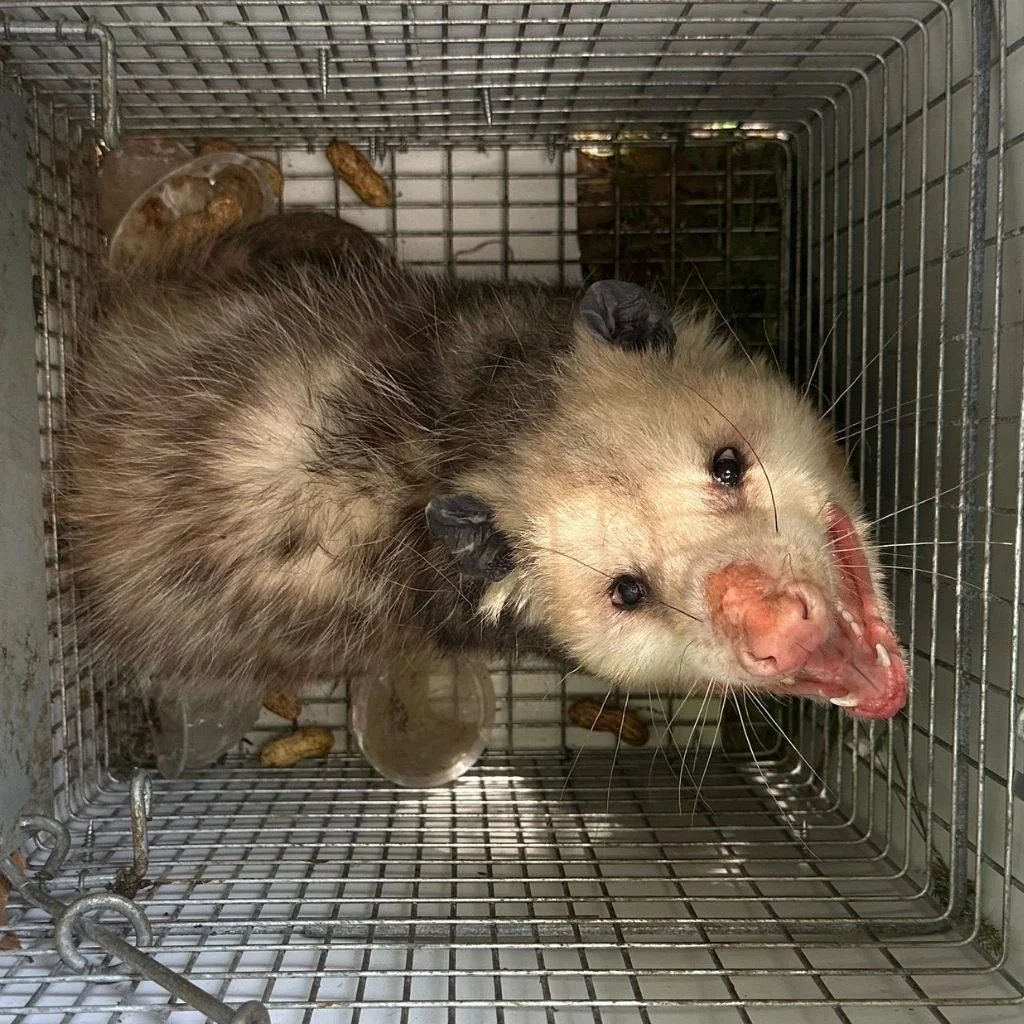 At Complete Animal Removal, we’ve helped homeowners across Lexington take back their attics, crawlspaces, and peace of mind. We handle every job with experience, attention to detail, and long-term results in mind. Whether you’re dealing with squirrels, raccoons, bats, or something you can’t quite identify yet — we’ll find it, remove it humanely, and seal your home to make sure it doesn’t happen again. Call today to schedule your free inspection and get expert wildlife removal you can count on.