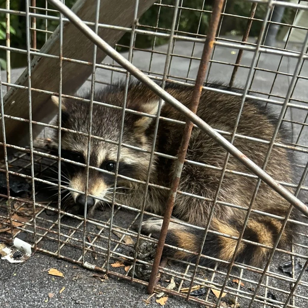 Wildlife Removal in Lexington KY