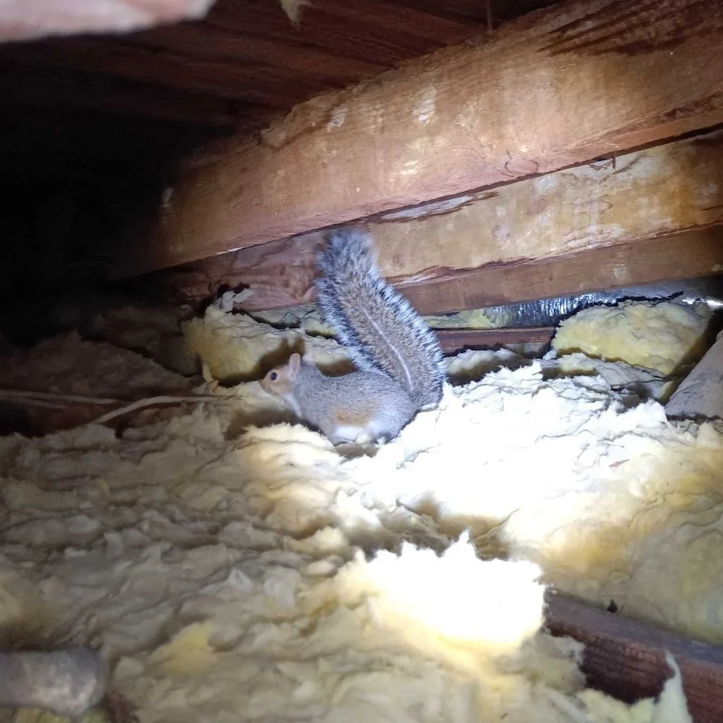 Animal in attic removal Complete Animal Removal