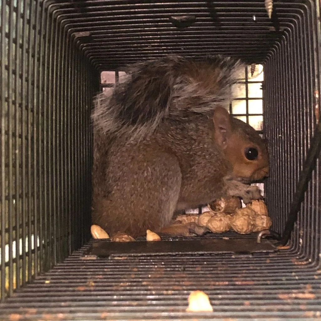 At Complete Animal Removal, we’ve helped homeowners across Lexington take back their attics, crawlspaces, and peace of mind. We handle every job with experience, attention to detail, and long-term results in mind. Whether you’re dealing with squirrels, raccoons, bats, or something you can’t quite identify yet — we’ll find it, remove it humanely, and seal your home to make sure it doesn’t happen again. Call today to schedule your free inspection and get expert wildlife removal you can count on.